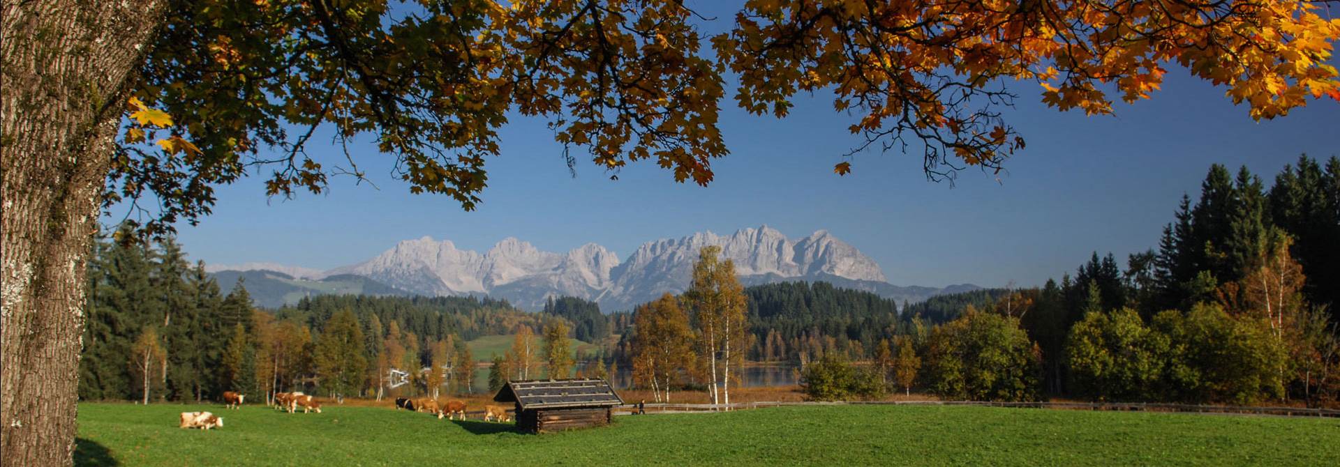 Kuhweide mit Bergpanorama